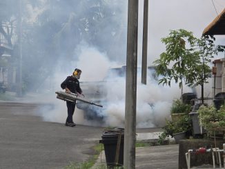 Mosquito Aedes aegypti, transmissor da dengue