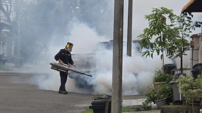 Mosquito Aedes aegypti, transmissor da dengue
